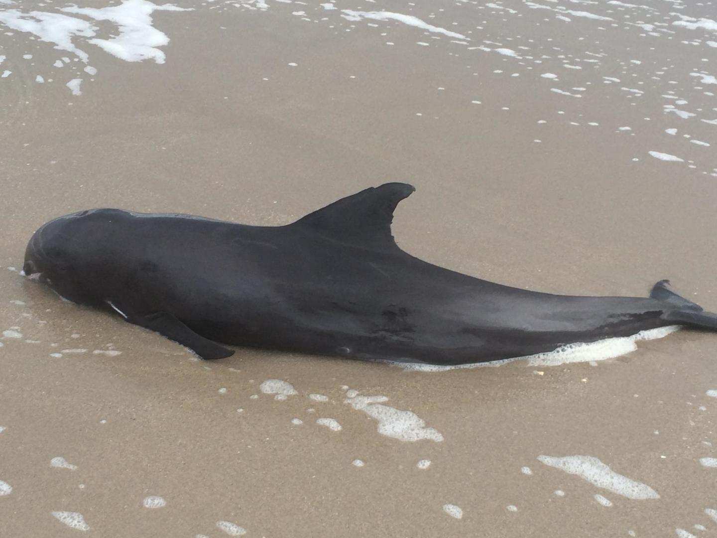 Stranded melon-headed whale