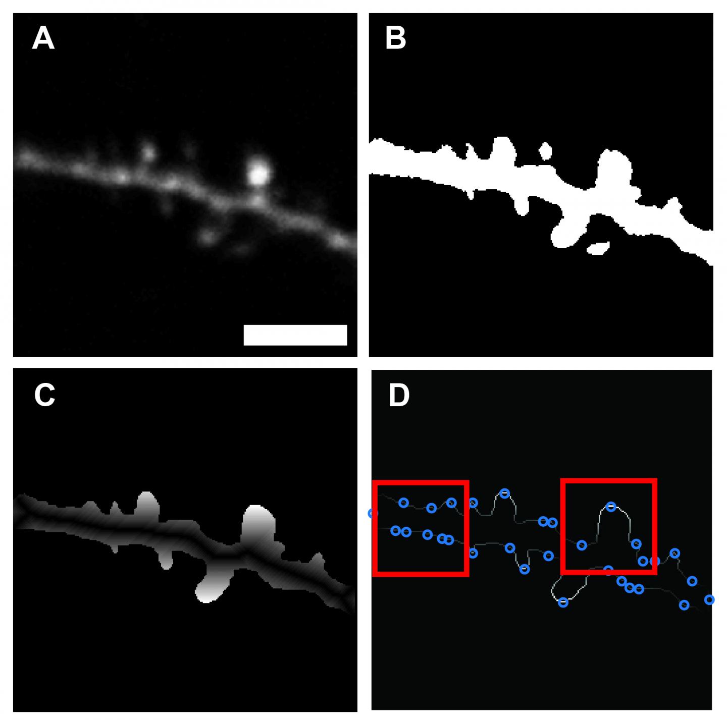 Steps in Image Segmentation