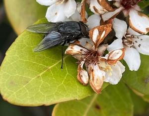 The blowfly, a potential means of bird flu transmission