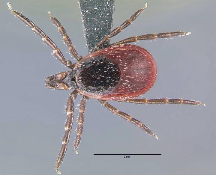 ixodes pacificus