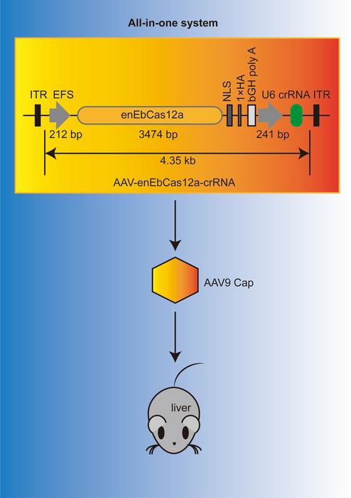 New, modified CRISPR protein can fit inside virus used for gene therapy