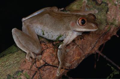 <i>Leptopelis macrotis</i>