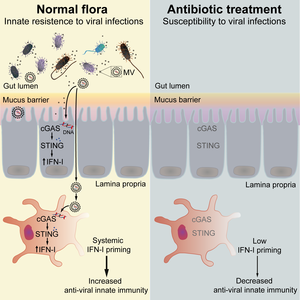 A proposed model for how commensal bacteria prime antiviral immunity via the cGAS-STING-IFN-I axis and the effect of antibiotic treatment on viral infections