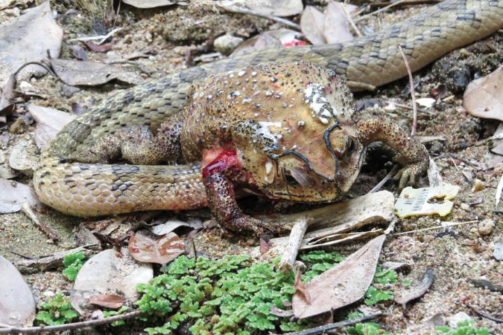 Small-banded kukri snake with its head inserted into the abdomen of an Asian black-spotted toad