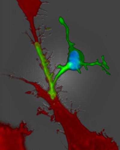 How Baby Neurons Leave the Nest (1 of 2)