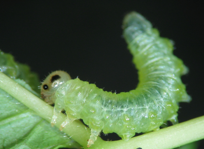 Sawfly larva