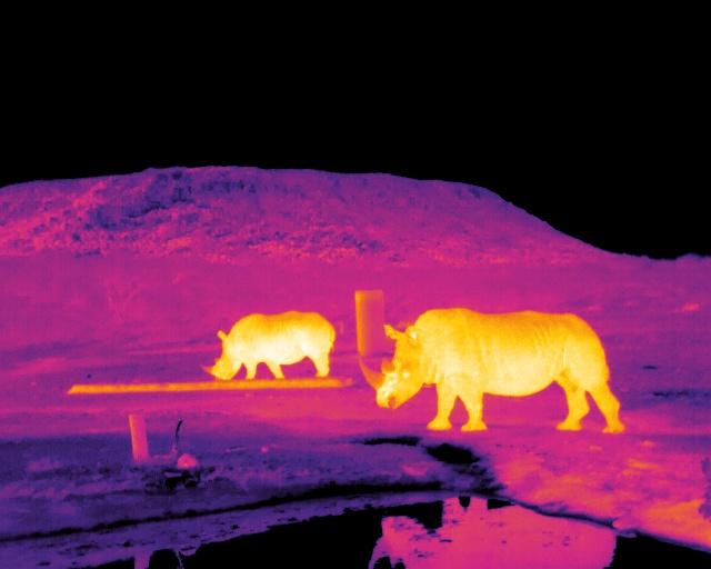 Infrared Image of Rhinos