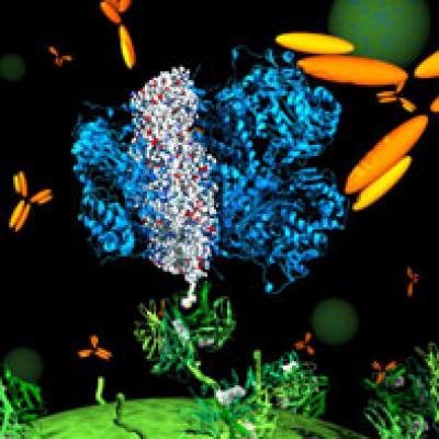 Swimsuit for Proteins