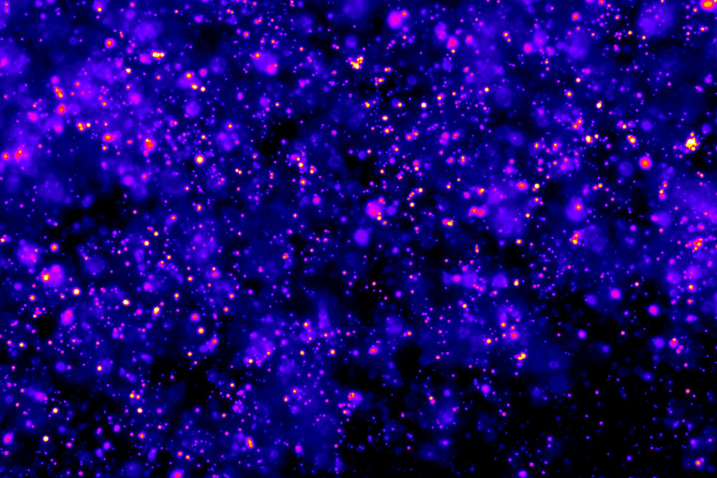 Oil Droplets Embedded in a Hydrogel