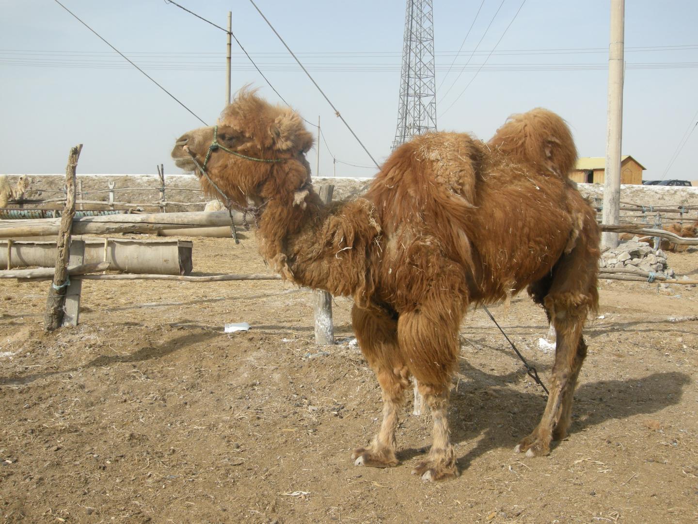 Of Dogs, Foxes, Cows, Camels, and Men -- The Fight Against Rabies in northern China