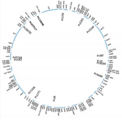 Locations of 15 cpSSR Loci within the <i>Pinus ponderosa</i> Plastome