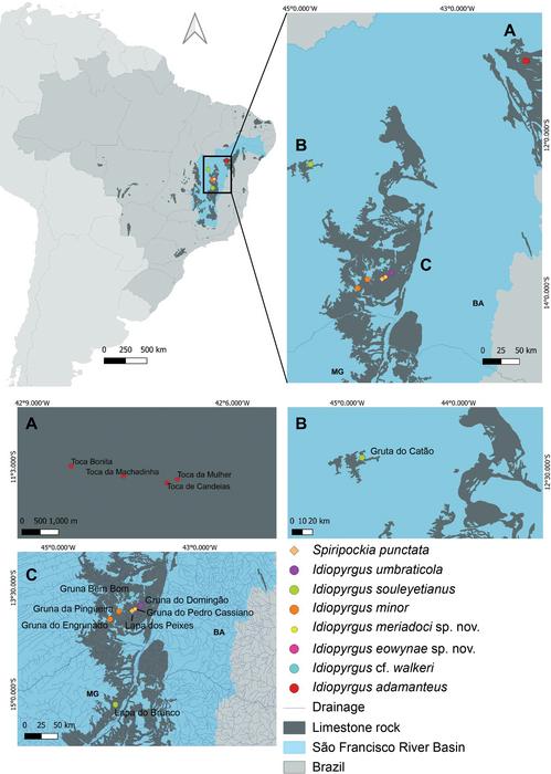 Distribution map of Idiopyrgus spp. (and Spiripockia punctata)