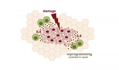 IL6 Favors in vivo Reprogramming