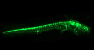 Whole-Body Neuronal Network of a 3-Centimeter-Long Axolotl