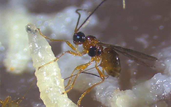 The oviposition of the parasitoid wasp Asobara japonica