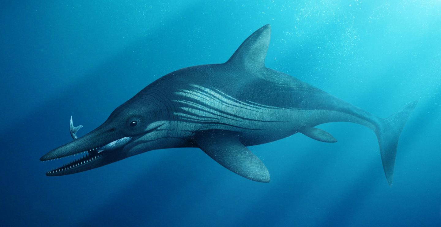 Life Reconstruction of Ichthyosaur Skull