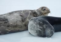 Weddell seals on ice