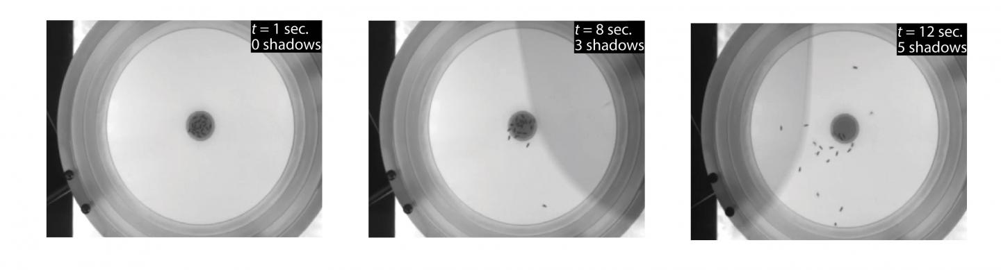 Hungry Flies Feeding on a Food Patch