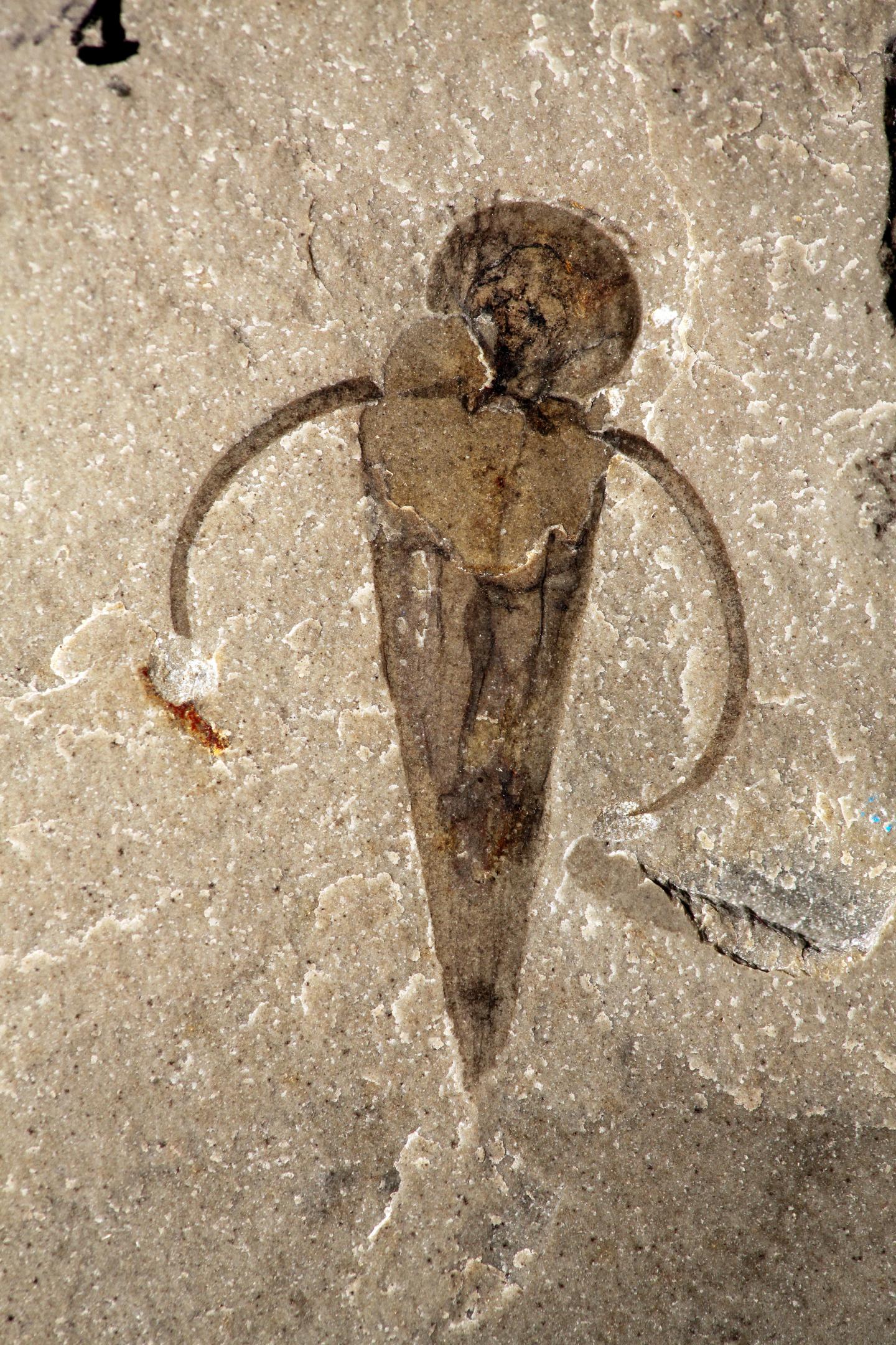 Fossil Detail of Soft Tissues Associated with the <i>Haplophrentis operculum</i>