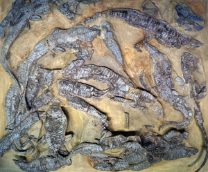 The assemblage of Aetosaurus ferratus skeletons