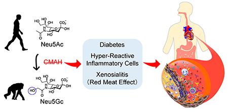 NeuG5c graphic, UC San Diego School of Medicine