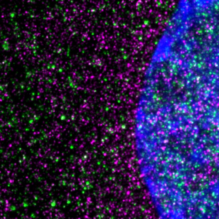 Neural ribosomes meet huntingtin