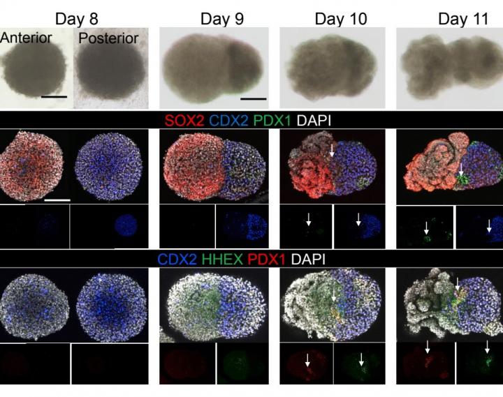 Building an Organoid System