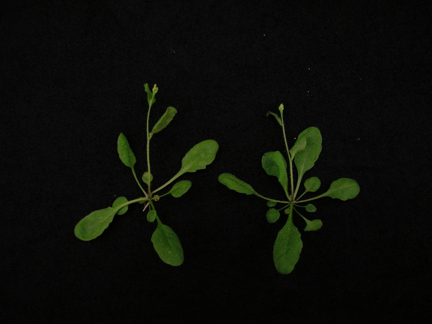 <em>Arabidopsis</em> Plants