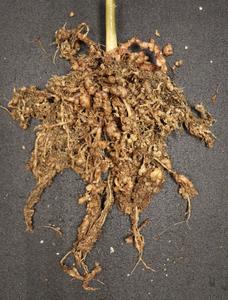 Nematode infected root