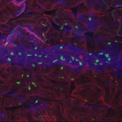 Array of Mast Cells in a Whole Mount Image of the Mouse Bladder