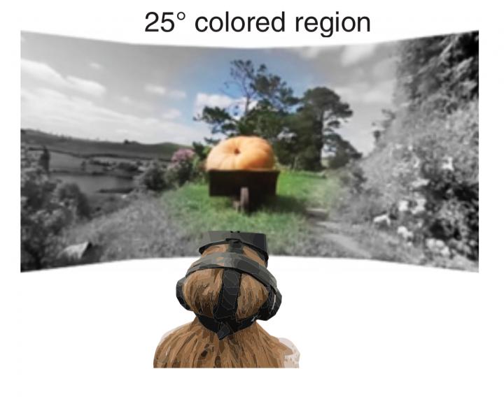 Gaze Contingent Rendering in Immersive Virtual Reality; Twenty-Five Degree Colored Region