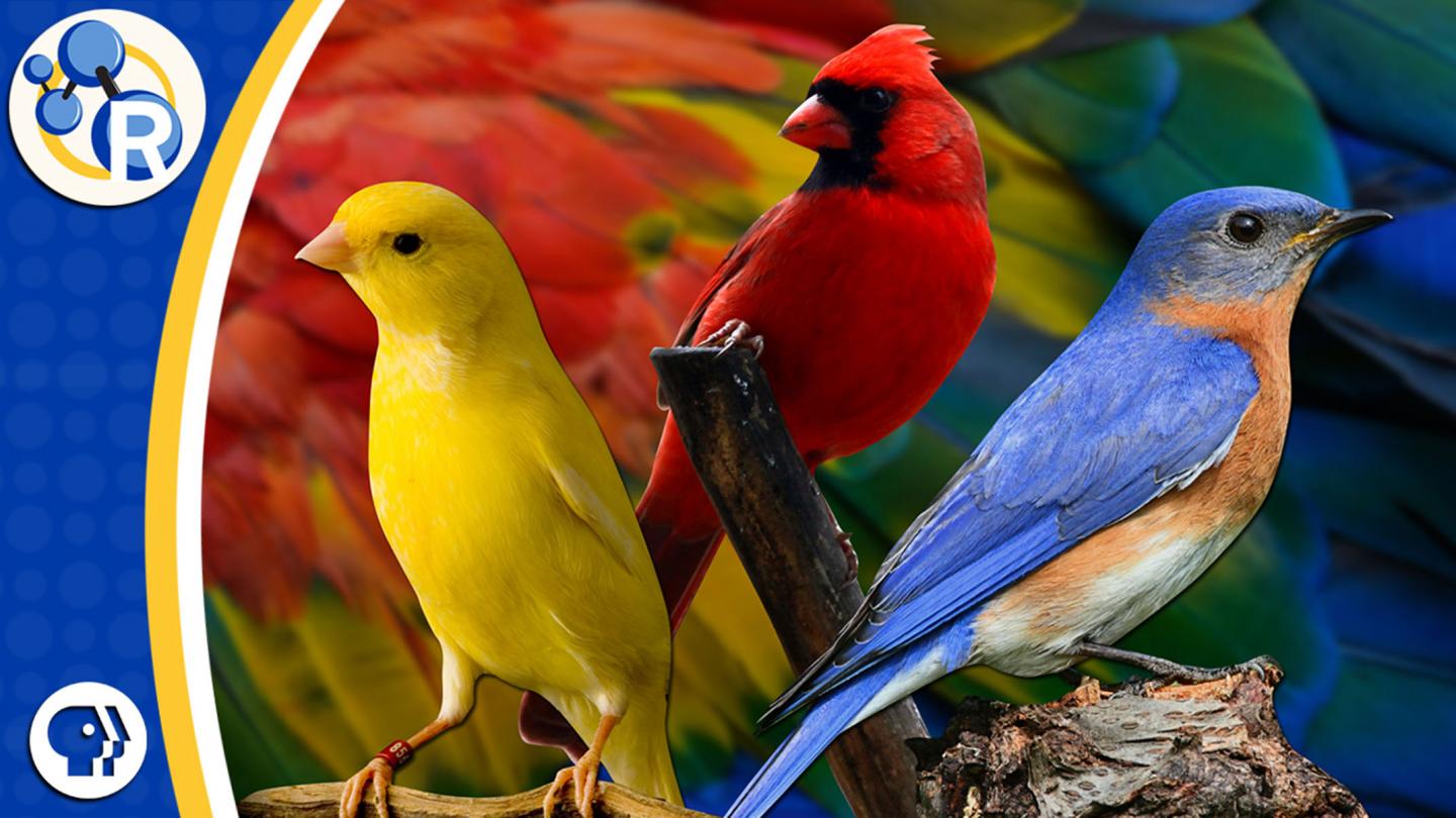 The Chemistry behind Color-Changing Birds