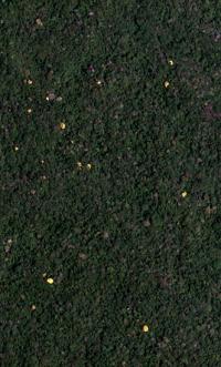 Distribution of Flowering Adult Trees of the Species Handroanthus Guayacan in a Tropical Rain Forest