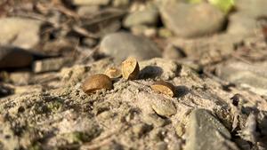 Mexican jumping beans on ground