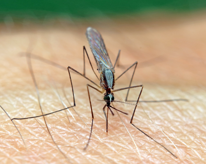 Plasmodium falciparum is transmitted through the bite of a female Anopheles mosquito and causes the most dangerous form of malaria, falciparum malaria.