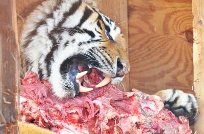 Raw Meat Diet Has Pros and Cons