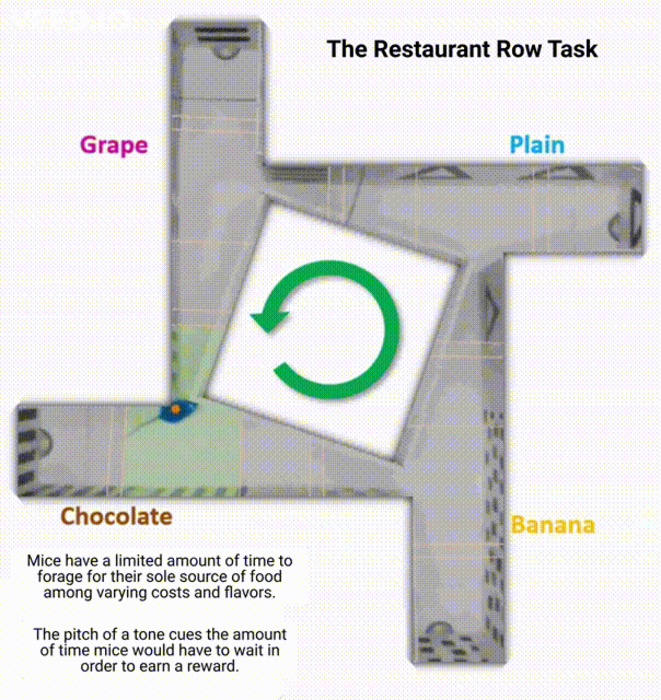 Fundamentally distinct types of regret may be altered in depression