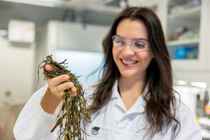 Cultivating kelp offers to expand an important market