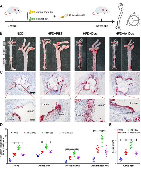 D. desulfuricans increased atherosclerotic lesions of high-fat-diet Apoe-/- mice.