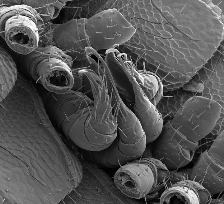 The Millipede's Four Penises