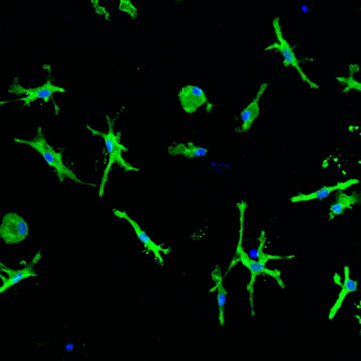 A New Method to Grow Cells that Mimic Microglia