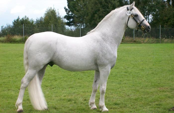 Fast greying Connemara stallion at 15 years of age.