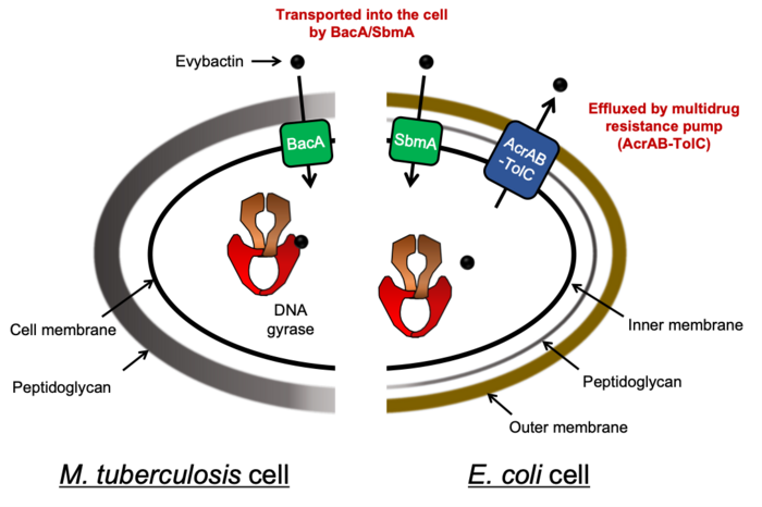 Scheme of the incorporation of evybactin and resistance mechanism