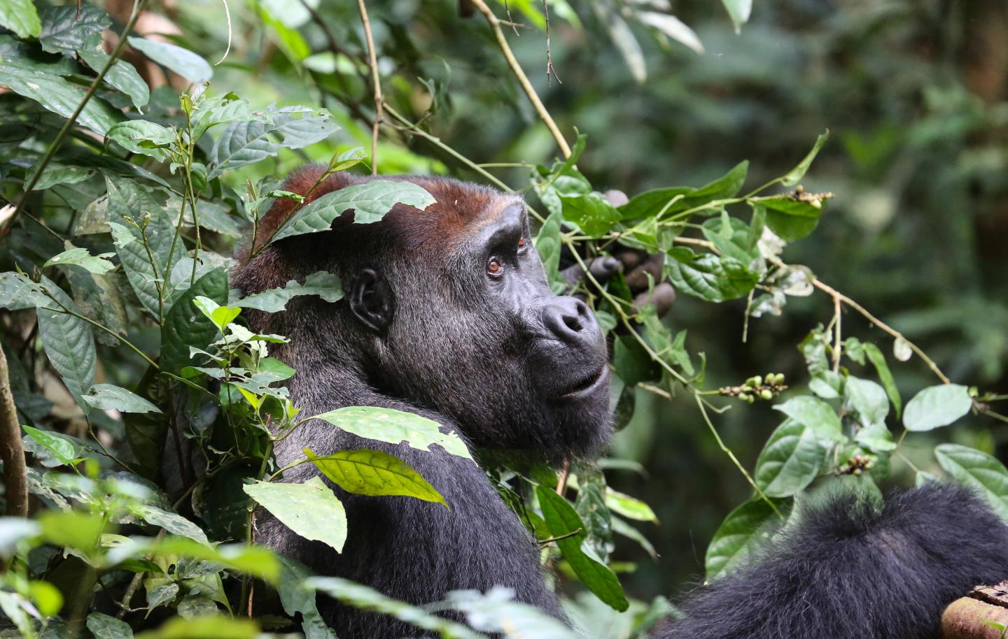 Western Lowland Gorilla
