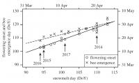 Relationship between Date of Snowmelt, Flowering Onset of Corydalis ambigua, and Bumblebee Emergence