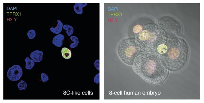 8 Cell like cells compared to human embryo at 8 cell stage