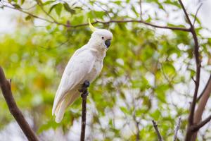 HKU Ecologists Reveal Key Genetic Insights for the Conservation of Iconic Cockatoo Species