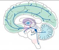 You are currently viewing عصب شناسان ادعا می کنند که ناحیه مغز یک