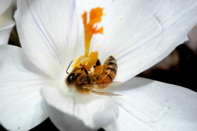 Bee Gene