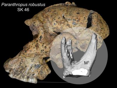 <em>Paranthropus robustus </em>Fossil from South Africa SK 46